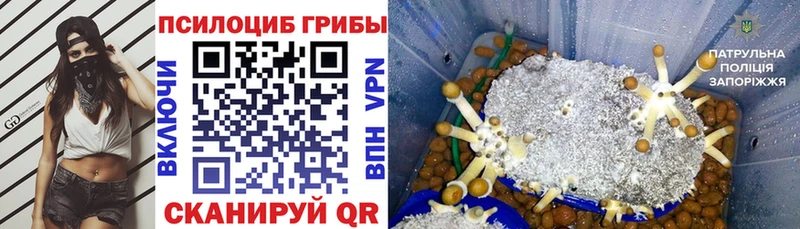 закладка  Красный Холм  Псилоцибиновые грибы Cubensis 
